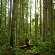 torgelson - Forest and Fjord (2025) Hi-Res