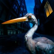 Antony Szmierek - Decoding Birdsong (2026) [Hi-Res]