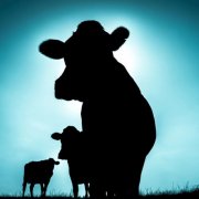 Singular - SINGÜLAR (2025) [Hi-Res]