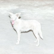 AO - Malandra (2026) Hi Res