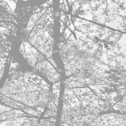 Black Rain - Obliteration Bliss (2025)