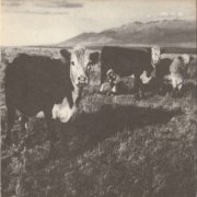 Mark Kozelek - The Finally Lp (2008)