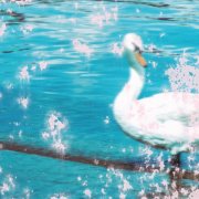 Pvas - Slipstream (2025)