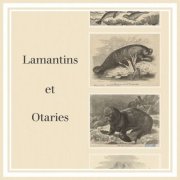 Lamantins et otaries - Lamantins et otaries (2025) Hi-Res
