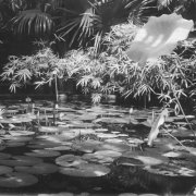 Spring Vibes - Botanisk hage (2026) [Hi-Res]