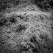 Anna Tivel - Animal Poem (2025) [Hi-Res]