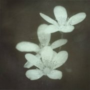Tides - Where Her Flowers Still Bloom (2025) [Hi-Res]