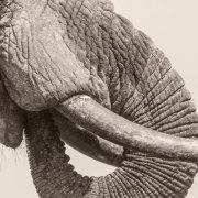 White Elephant - World Elephant Day (2026) [Hi-Res]