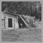 The Morning Bird - Dying Since the Day I Was Born (2025)