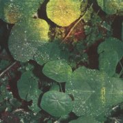 Whoman - About Honey (2026) [Hi-Res]