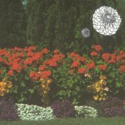 Imaginary Softwoods - Annual Flowers In Color (2016)