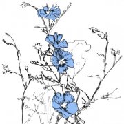 Graintable - Music to Watch Seeds Grow By 003: Graintable (Blue Flax) (2025) [Hi-Res]