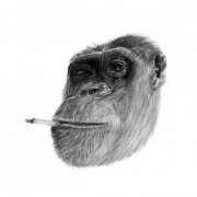 Senga´s Choice - Ideas & Secrets (2021)