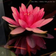 VA - Pure Bliss - Chillout Vibes for the Soul (2025)