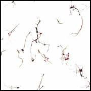 Winged Serpents - Six Encomiums for Cecil Taylor (2018)