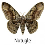 Natugle - Intro (2025) Hi-Res