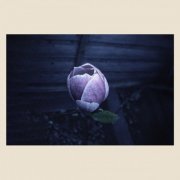 Erland Cooper - Music for Growing Flowers (Nocturne) (2026) [Hi-Res]