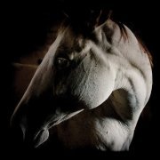 Brothers Dege - How to Kill a Horse (2013)