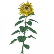 Auntie Flo - Music To Watch Seeds By 007∶ Brian D'Souza (Sunflowers) (2026)