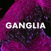 Andrew Huang - Ganglia (2020)