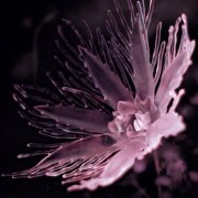 Dania - Listless (2025)