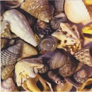 Ken Saul - Seashells (2020) Hi Res