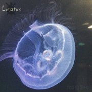 Lunatox - Has To Sting (2019)