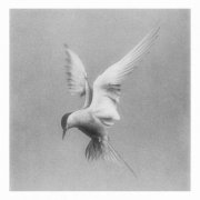 Thme & Virginia Aveline - Diving Wounds (2025)