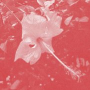 Celer - Poulaine (2008/2026)