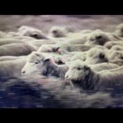 VA - Still Motion (2026)