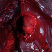 Blackwater Holylight - Not Here Not Gone (2026) [Hi-Res]