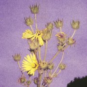 Adeline Hotel - Watch The Sunflowers (2025) Hi-Res