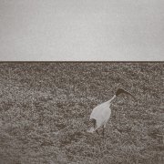 Zane Trow - Ibis (2025) [Hi-Res]