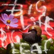 No Joy - Big Life, Big Leaf (2026) Hi Res