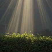 Dve - Morning Light (2026)