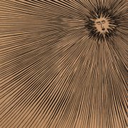 Katatonic Silentio - Dance of the Sun (2026)