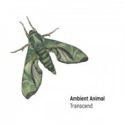 Ambient Animal - Transcend (2024)