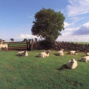 The KLF - Chill Out (1990) [FLAC]