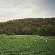 Albrecht La'Brooy - Healesville (2019)