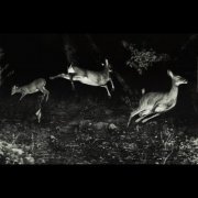 Wordcolour - The trees were buzzing, and the grass. (2022) [Hi-Res]