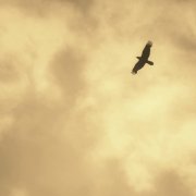 David Cordero & Anthéne - Let One Bird Sing (2025) [Hi-Res]