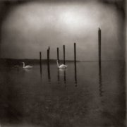 Om - Conference of the Birds (2006)