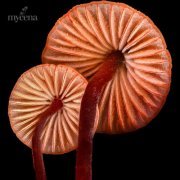 Nathan Hayes - Mycena Media – Synthetic (2024)