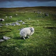 Poor Genetic Material - Pastoral (2025)