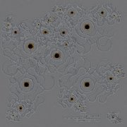 Yasei - Hanakaze (2025)