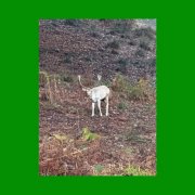 Mac DeMarco - Seven Off The Two (2025) [Hi-Res]