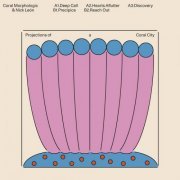 Coral Morphologic & Nick León - Projections of a Coral City (2024)