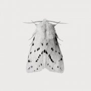 Auren Hëll - Densidad (2025)