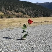 marie justin - Une rose sur le bitume (2025)