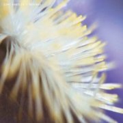 Dimi Angelis - NECH034 (2025)